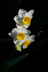 Narcissus tazetta
