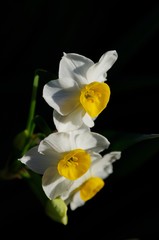 Fototapeta na wymiar Narcissus tazetta 