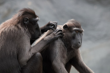 Macaques à crête pendant l'épouillage