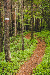 footpath into the  forest  in a rainy day Alps Italy - outdoor activity into the wild
