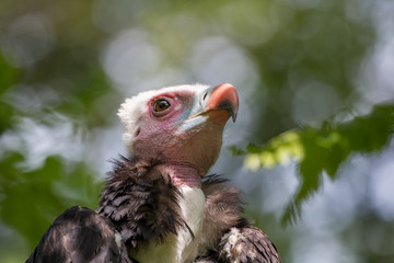 Vautour à tête blanche en gros plan