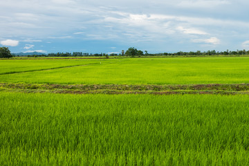 Obraz premium Rice Field in rainy season at Phetchaburi provinnce,Thailand