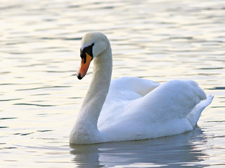 Mute Swan swimming in lake, patrolling territory.