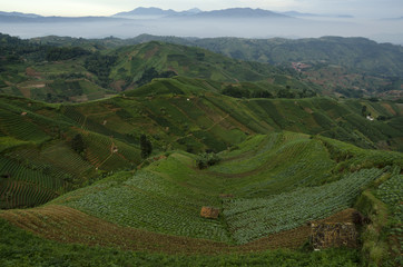 Fototapeta na wymiar Mist at Panyaweuyan fields