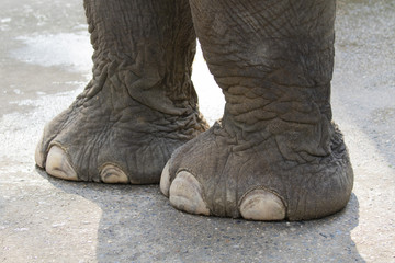 Fototapeta premium Image of a foot elephant. Wild Animals.