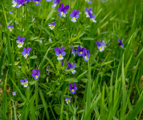 heartsease Viola tricolor close-up