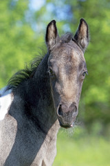 Obraz na płótnie Canvas Portrait of cute, few week old Quarter Horse Foal at spring pasture.