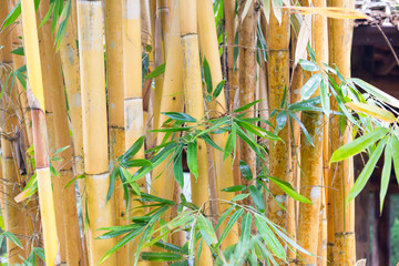 Gold bamboo trunk in the forest, Thailand