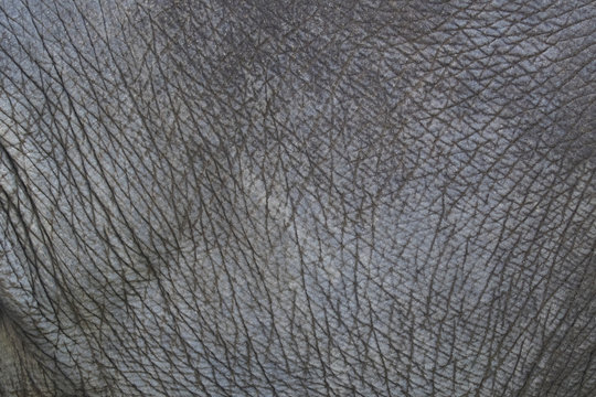 close-up of elephant skin texture abstract background