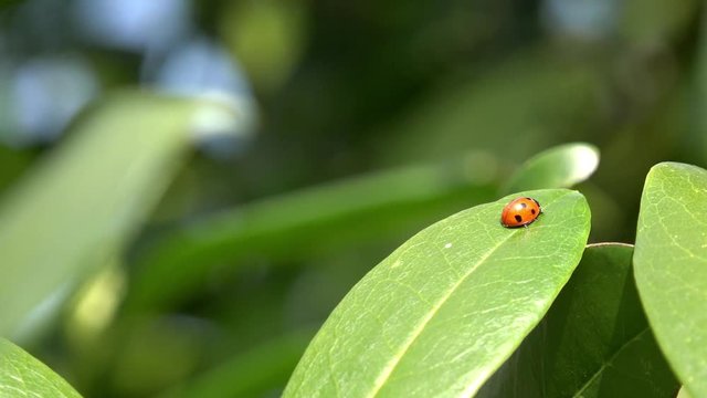 ladybird enjoy the sun on plant