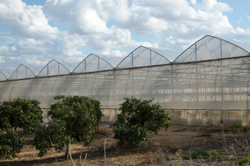 Mandarin trees and green house