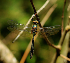 Falkenlibelle