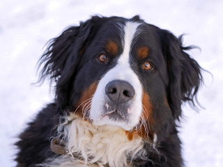Head shot of Bernese Mountain Dog, watching, alert