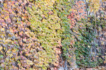 Wall covered with parthenocissus
