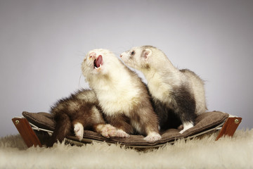 Couple of ferret friends on sofa in studio with fur