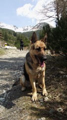 Naklejka premium Hiking with German shepherd