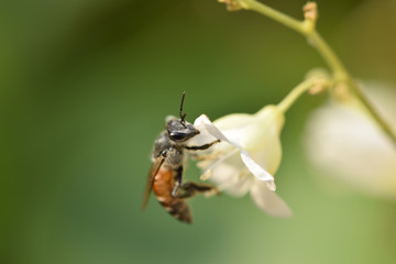 Bee work for honey from a little white flowers