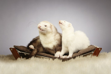 Couple of ferrets on sofa in studio with fur