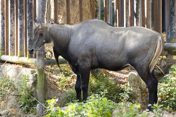 Image of a nilgai or blue bull on nature background. Wild animal