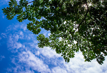 Fototapeta premium View up to the sky under the tree