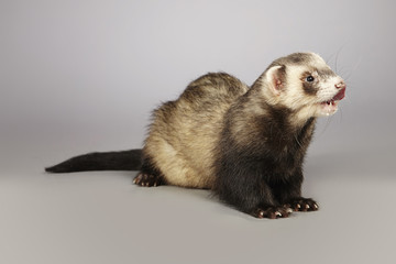 Ferret portrait in studio on gray background
