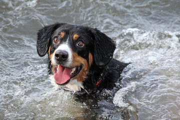 Luna sucht Erfrischung im See