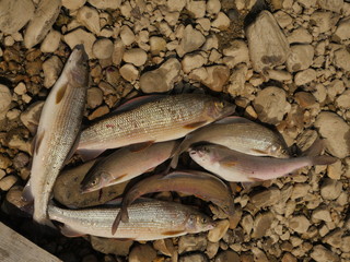 small group of graylings on pebble