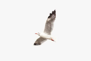 Seagull Flying to left isolated on white