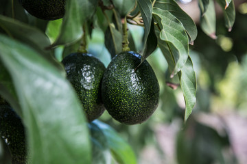 Green avocado on tree. organic food.