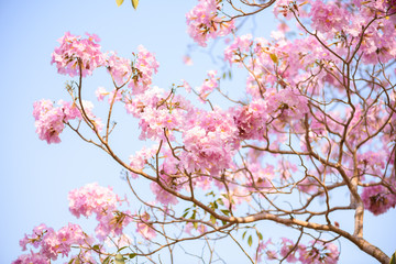 Tabebuia rosea is a Pink Flower neotropical tree and blue sky