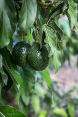 Green fresh avocado on tree, organic food