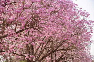 Tabebuia rosea is a Pink Flower neotropical tree
