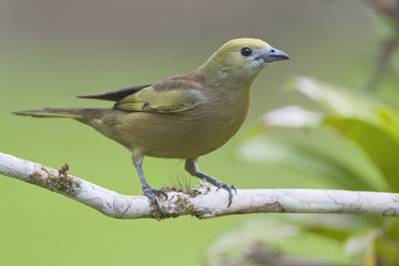 Palm tanager (Thraupis palmarum) on branch in garden,