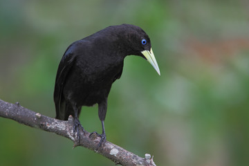 Red-rumped cacique (Cacicus haemorrhous) on branch looking down, Itanhaem, Brazil