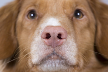Close up dog's nose. Toller dog. 