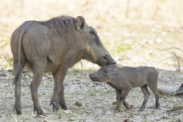 COMMON WARTHOG female and cub in savanna encountered a hot day