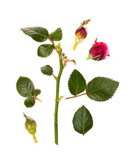 the leaves of roses on a white background isolated