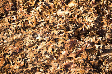 Background texture dry fallen leaves in autumn