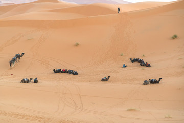 caravan in desert Sahara
