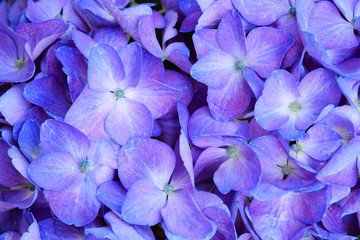 Macro image of Blue Hydrangea flower.