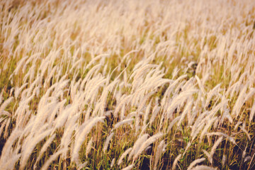 vintage grass flower field in nature