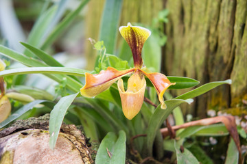 "lady slipper" Thai orchid in garden in Chiangmai,Thailand