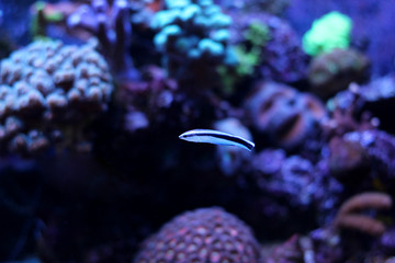 Doctor Cleaner Wrasse (Labroides dimidiatus)
