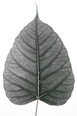 Black and white leaf surface spade on a white background