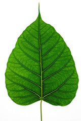 Green leaf texture Bo leaves on white background
