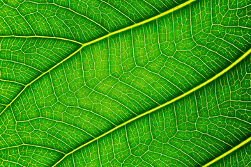 Fototapeta na wymiar Close up of Green leaf texture Bo leaves on white background