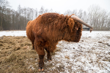 Schottische Hochlandrind auf Winterweide