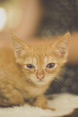 Cute little red kitten