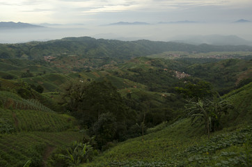 Obraz premium Mist at Panyaweuyan fields