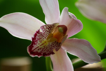 Fototapeta na wymiar Orchidée à coeur violet